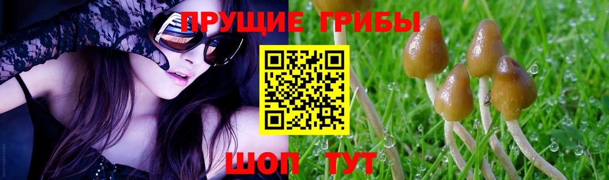 Псилоцибиновые грибы Psilocybine cubensis  Вход с VPN  Псилоцибиновые грибы прущие грибы  Владимир 